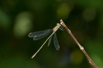 Willow-Emerald-perched-side-view