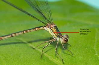 Willow-Emerald-thorax