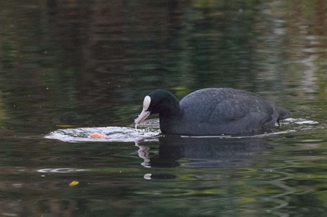 Coot-apple-bobbing-2