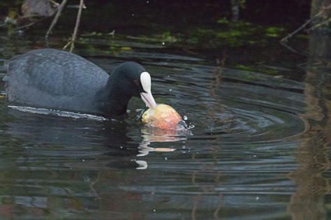 Coot-eating-apple