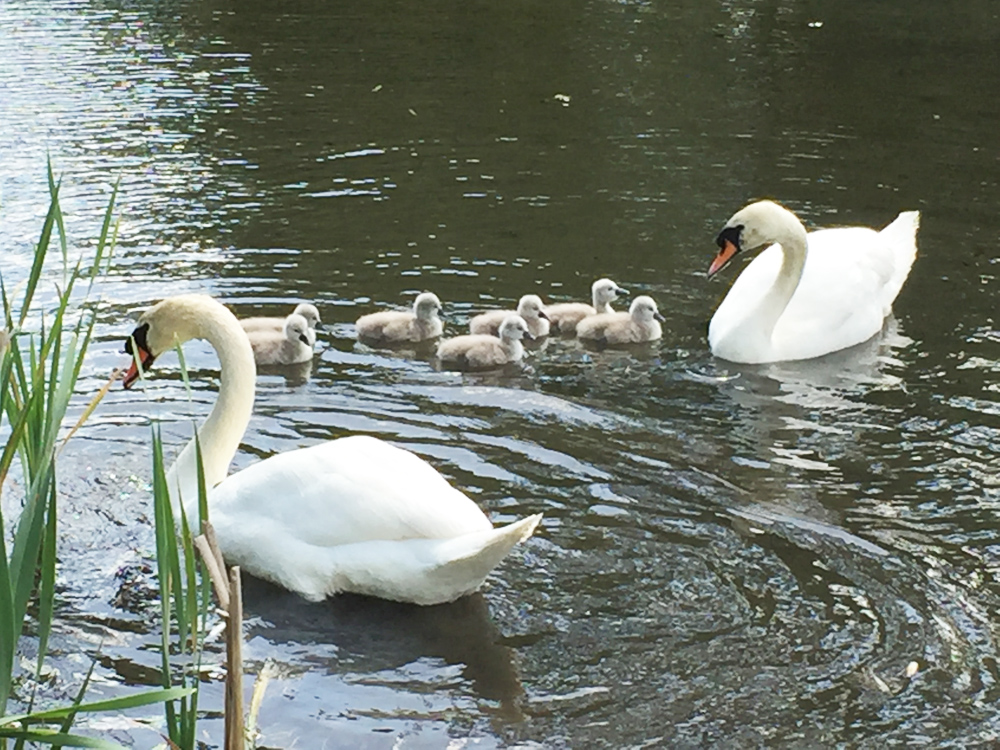 Swans with cygnets