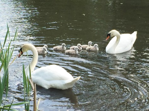 Swans with cygnets
