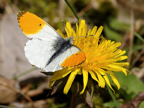 Orange tip butterfly male