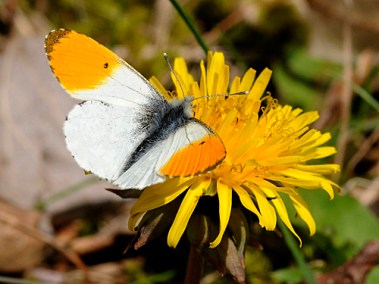 Orange tip butterfly male