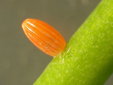 Orange-tip-egg