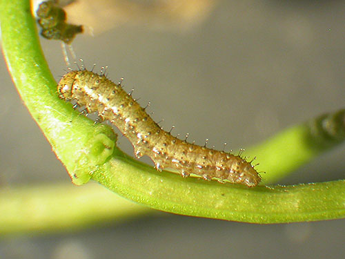 Orange-tip-newly-hatched-caterpillar