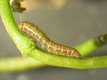 Orange-tip-newly-hatched-caterpillar